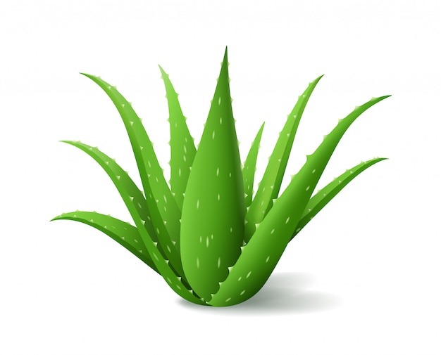 Premium Vector | Aloe vera bush, realistic green plant, green aloe ...