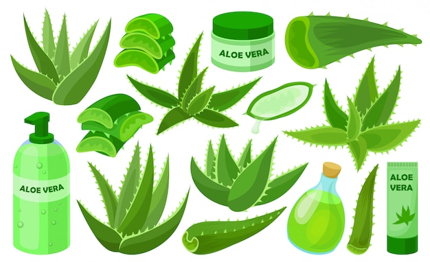 Premium Vector | Aloe vera cartoon set icon. illustration cactus on