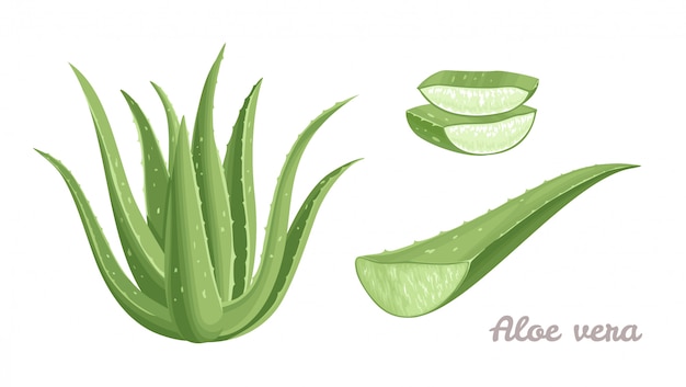 Premium Vector | Aloe vera cartoon set.