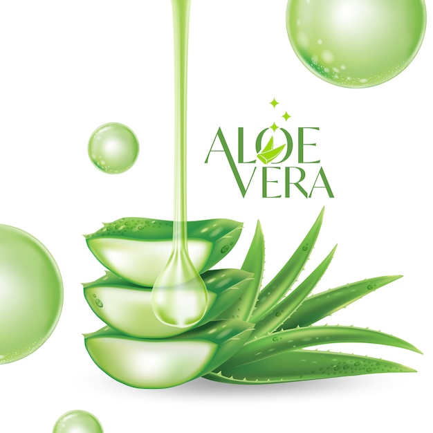 Aloe vera illustration | Premium Vector