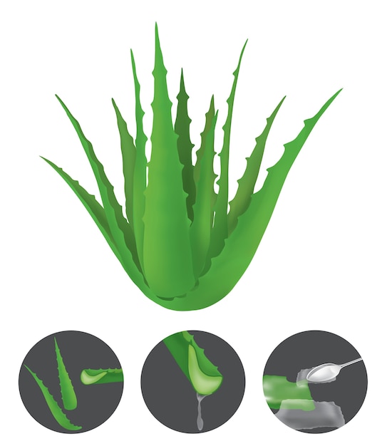 アロエベラは アロエ属の多肉植物である プレミアムベクター