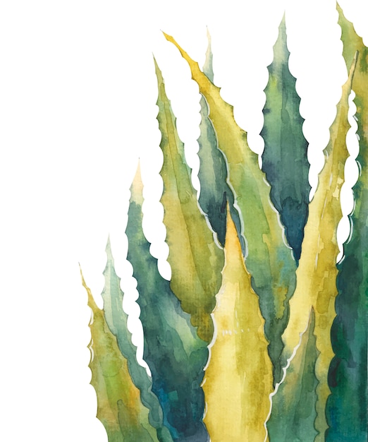 アロエベラの葉白い背景の水彩イラスト プレミアムベクター