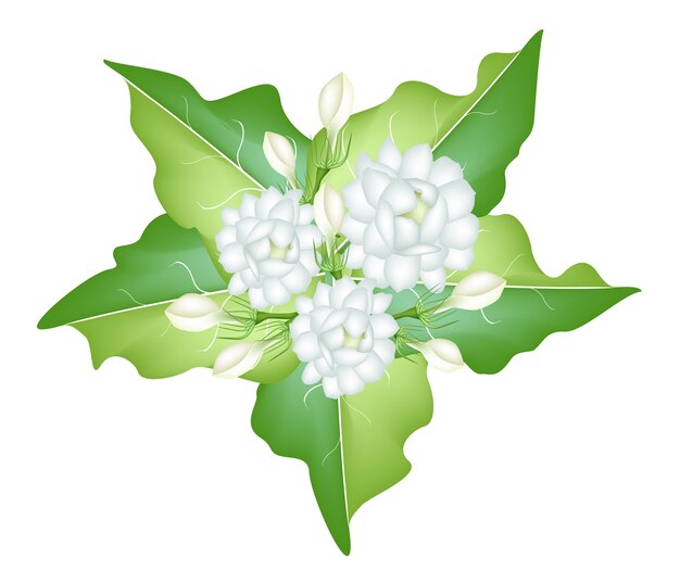 白い背景にジャスミンの花のイラスト プレミアムベクター