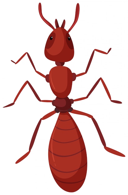 孤立した赤い蟻 プレミアムベクター