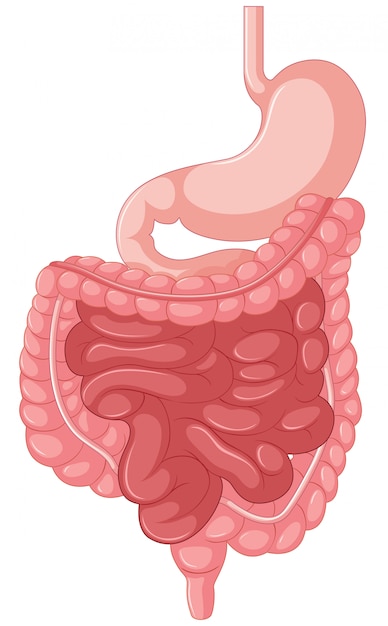 腸の解剖図 無料のベクター