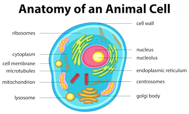 Free Vector Anatomy Of Animal Cell