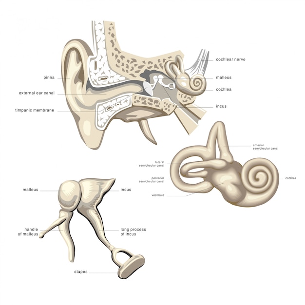 Anatomy Of The Auditory System 1717