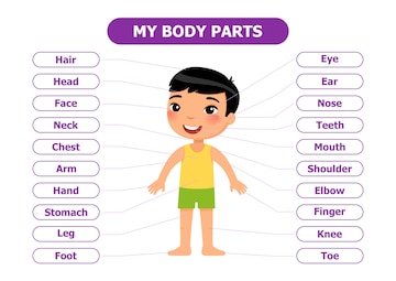 Premium Vector | Anatomy for children