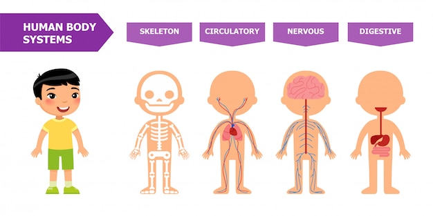 Premium Vector | Anatomy for children.