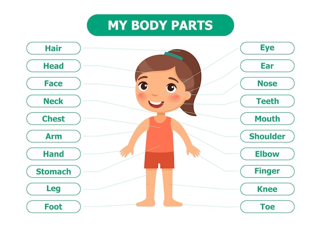 Premium Vector | Anatomy for children.