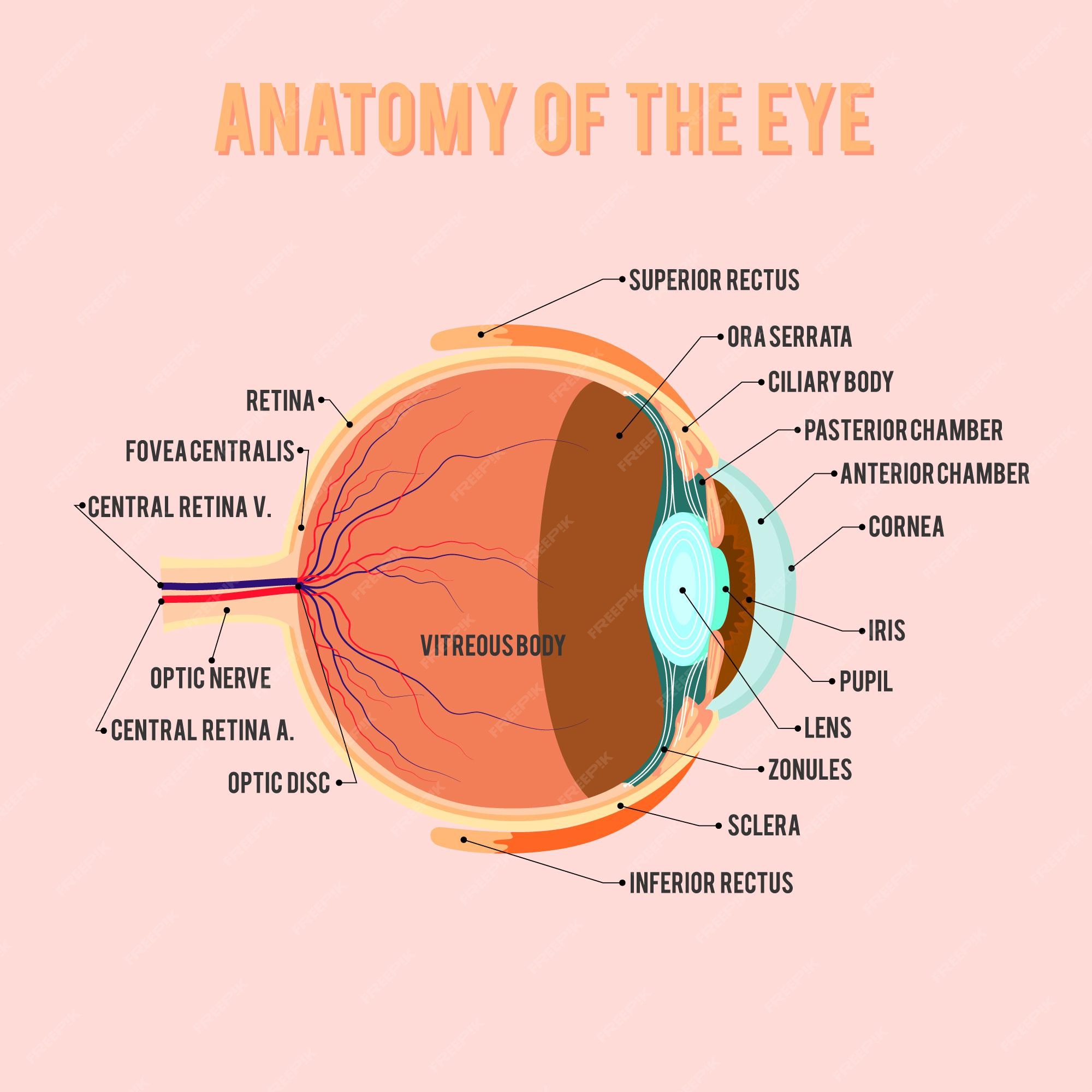 premium-vector-anatomy-of-eye