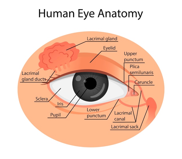 Premium Vector | Anatomy of a healthy eye. cartoon style