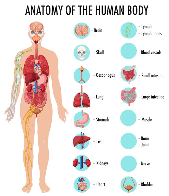 Free Vector | Anatomy of the human body information infographic