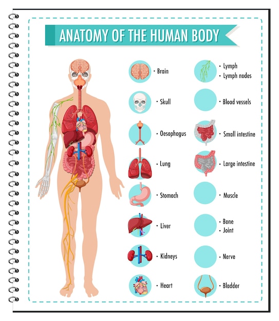 Free Vector | Anatomy of the human body information infographic