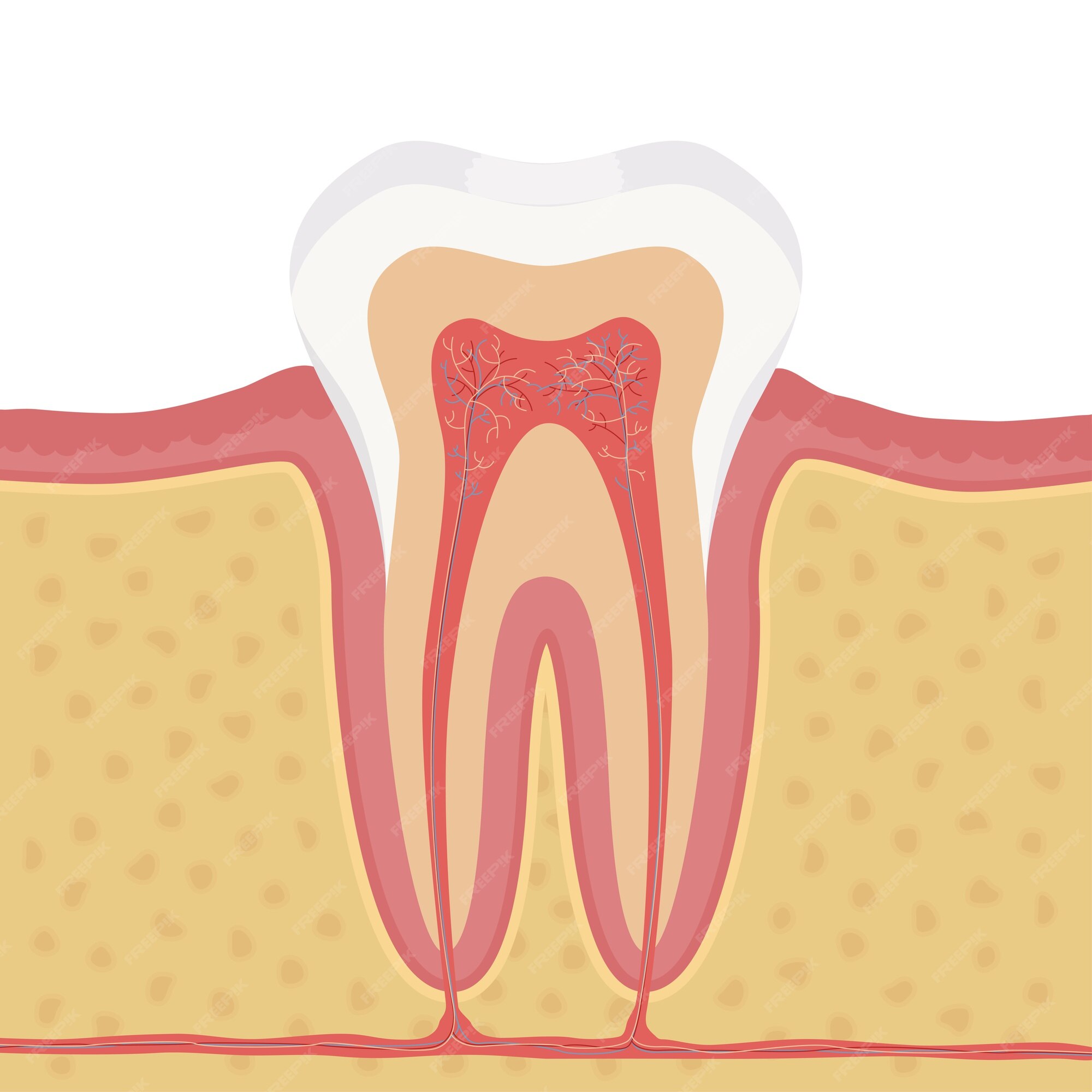 Premium Vector | Anatomy of human tooth illustration. structure of the ...