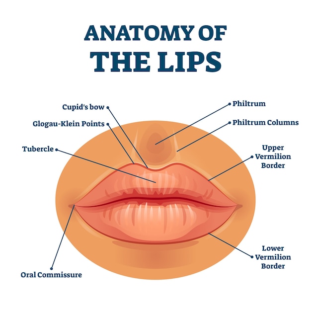 Premium Vector | Anatomy of lips with detailed labeled parts ...