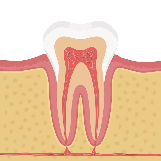 人間の歯のイラストの解剖学 人間の歯の構造 プレミアムベクター