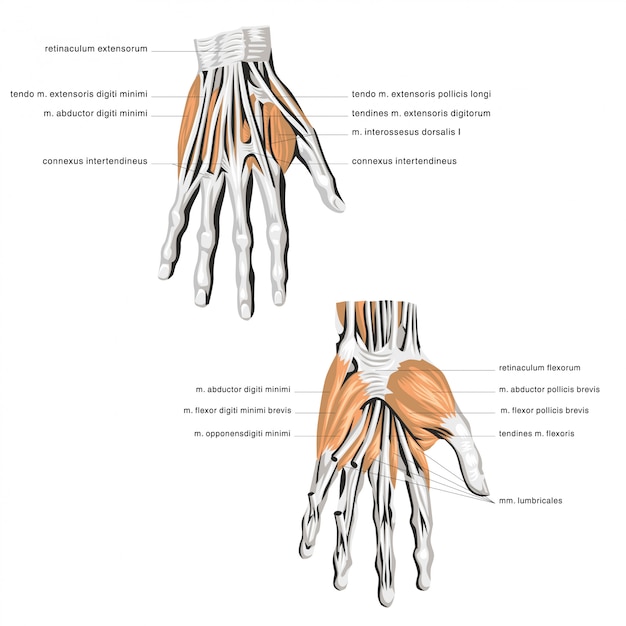 Premium Vector | Anatomy of the palm bone muscle