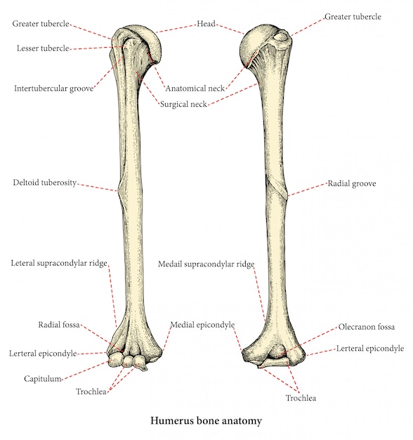 Premium Vector | Anatomy of upper human arm bones hand drawing vintage ...