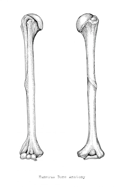 Anatomy of upper human arm bones hand drawing vintage style,human humerus | Premium Vector