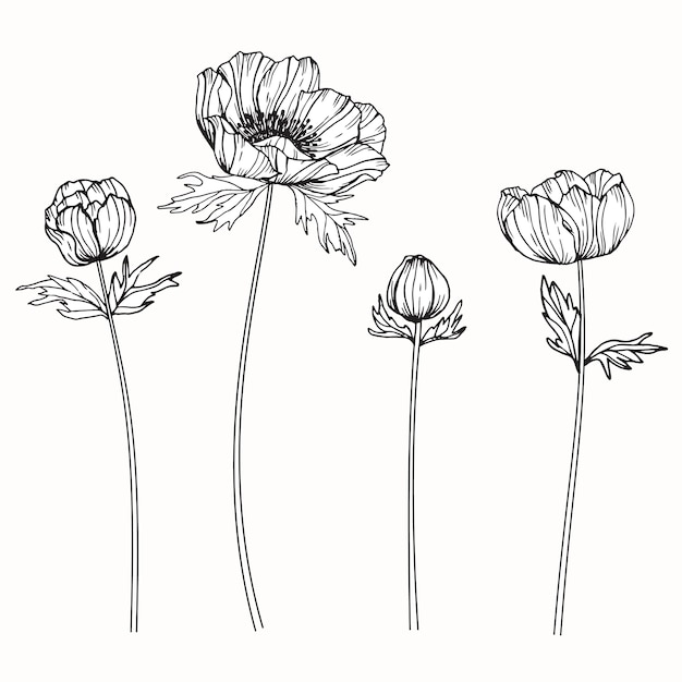 プレミアムベクター アネモネの花を描くイラスト