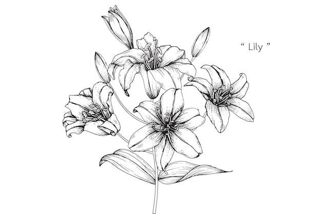 アネモネ葉と花の図案 ヴィンテージ手描きの植物イラスト プレミアムベクター