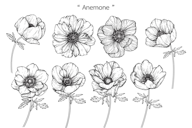 アネモネ葉と花の図案 プレミアムベクター