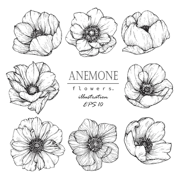 Premium Vector | Anemone leaf and flower drawing