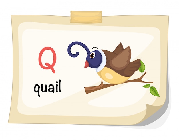 Premium Vector | Animal alphabet letter q for quail illustration vector