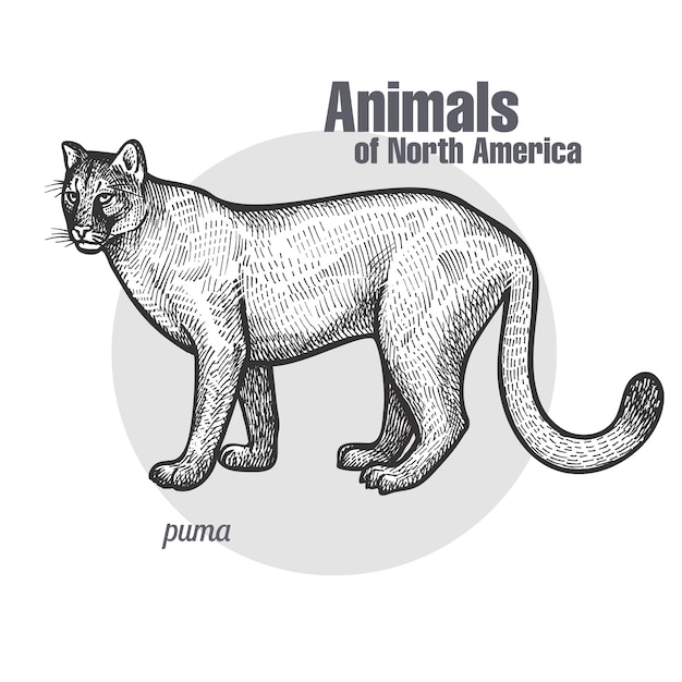 北米の動物プーマ プレミアムベクター