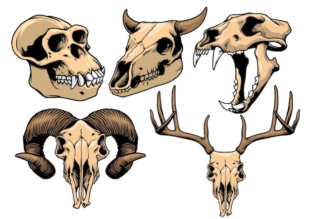 Download Animal skull collection | Premium Vector