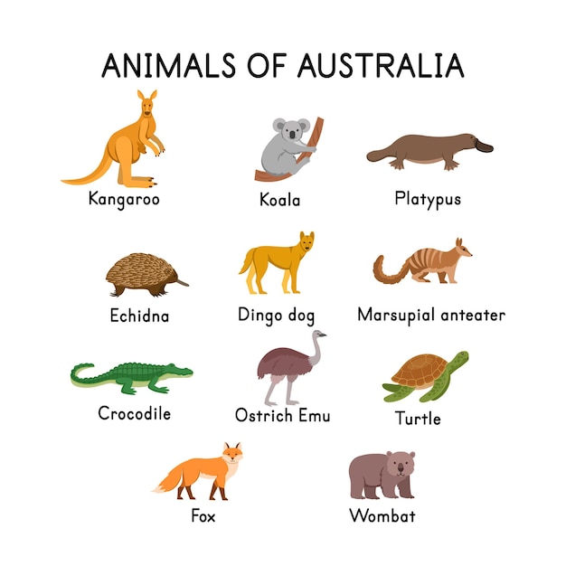  Animals of australia kangaroo koala platypus echidna dingo dog crocodile turtle fox wombat ostrich 