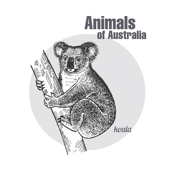Download Animals of australia. koala bear. | Premium Vector