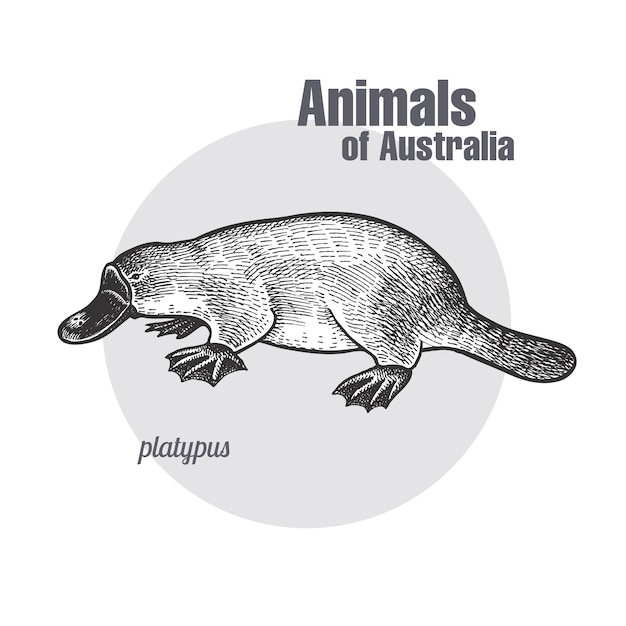 オーストラリアの動物カモノハシやカモノハシ プレミアムベクター