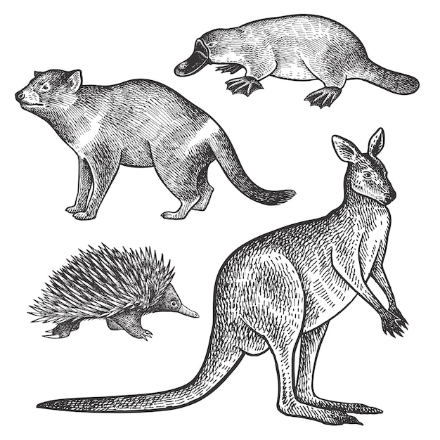 オーストラリアの動物タスマニアデビル カモノハシ ワラビーまたはカンガルーとエキドナ プレミアムベクター
