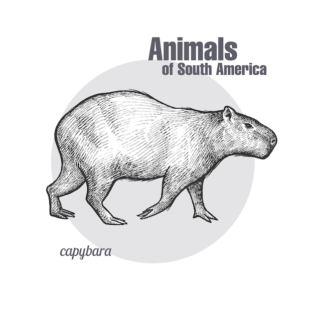 南アメリカの動物カピバラ プレミアムベクター