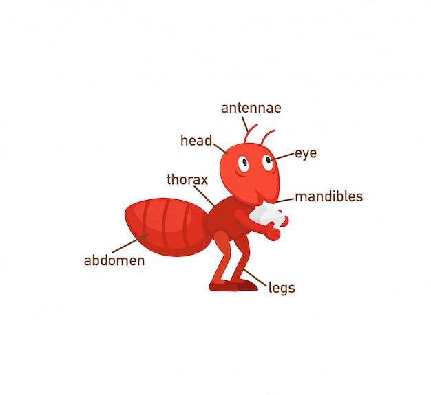 Ant vocabulary part of body.vector Vector | Premium Download