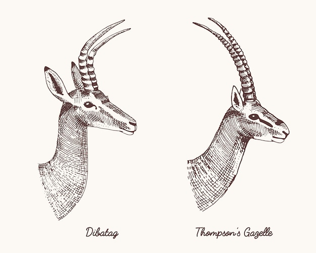 アンテロープdibatagとトンプソンズガゼル手描きイラスト 角または角を持つヴィンテージの刻まれた野生動物 プレミアムベクター