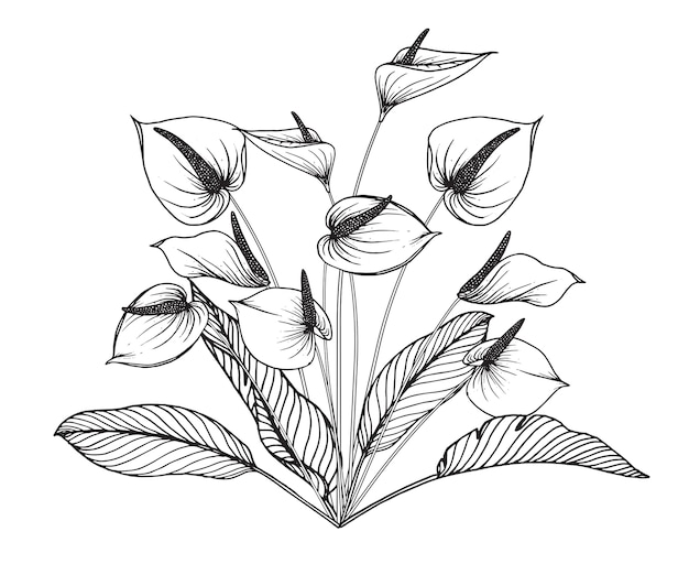 Anthurium flower and leaf drawing Premium Vector