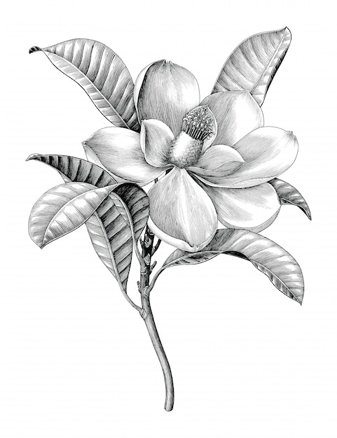 Premium Vector | Antique engraving illustration of magnolia flower twig