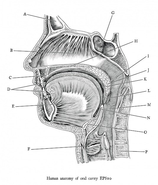 人間の口腔の黒と白のクリップアート分離 医学教育のための人体解剖学のアンティーク彫刻イラスト プレミアムベクター