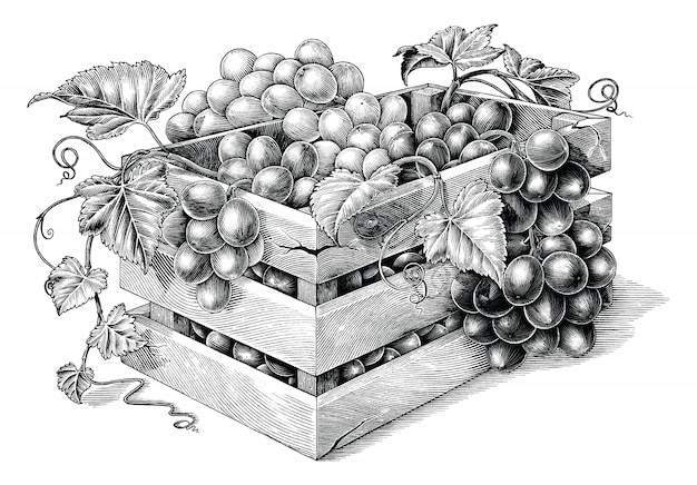 Antique engraving illustration of organic grapes in the basket black and white clip art isolated, or