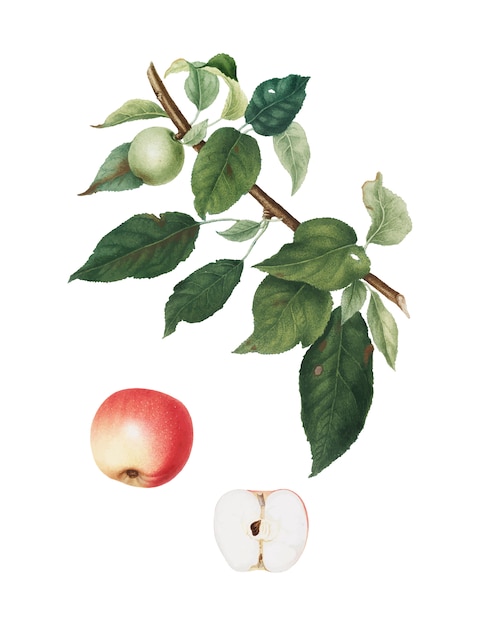 Download Free Apple From Pomona Italiana Illustration Free Vector Use our free logo maker to create a logo and build your brand. Put your logo on business cards, promotional products, or your website for brand visibility.