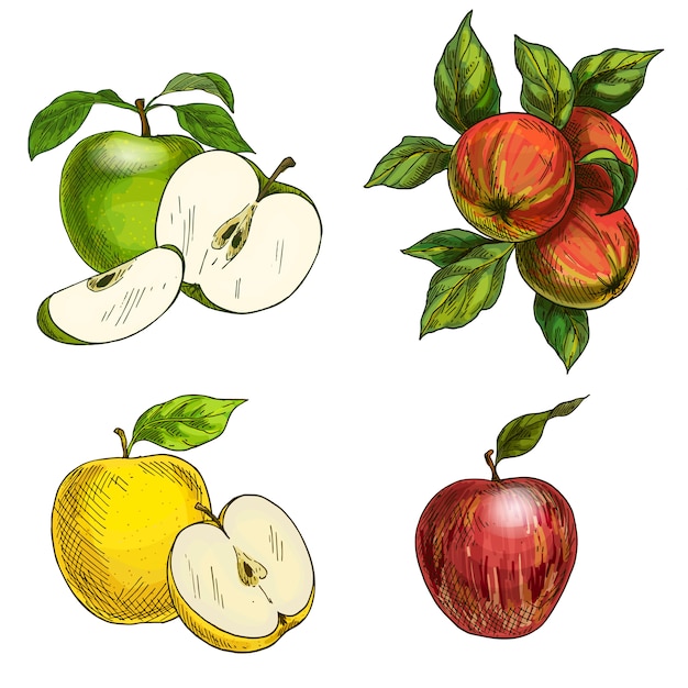 Premium Vector Apples, hand drawn apples with leaves.