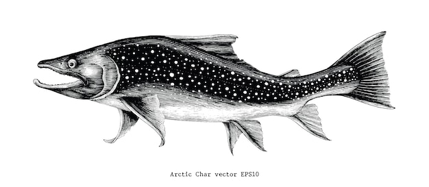 プレミアムベクター 北極イワナ手描きのヴィンテージの彫刻イラスト