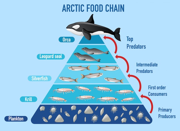北極圏の食物連鎖ピラミッド 無料のベクター