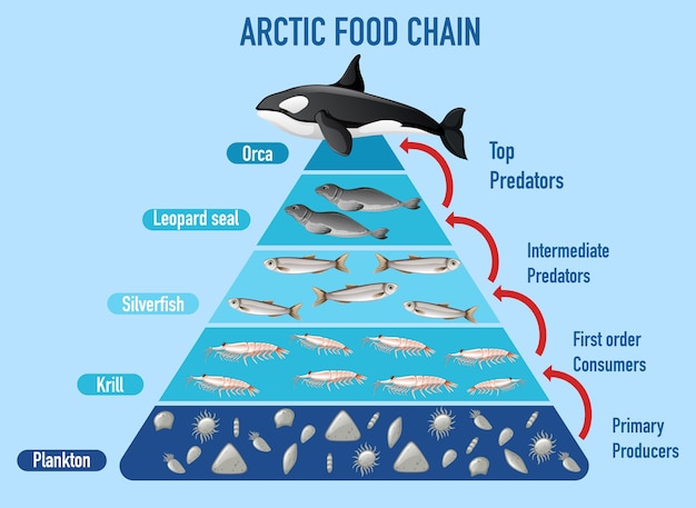 Free Vector | Arctic food chain pyramid