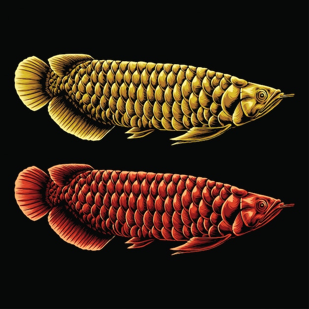 Premium Vector | Arowana fish