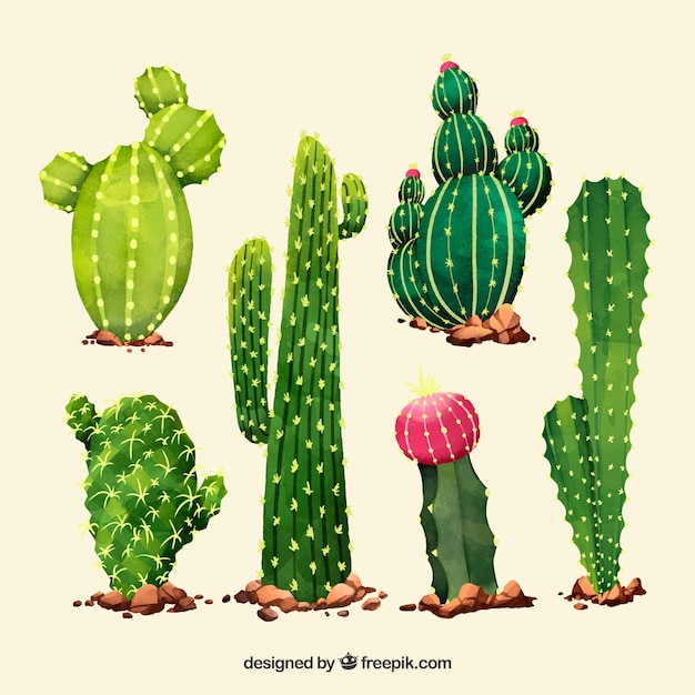 Download Artistc pack of watercolor cactus | Free Vector