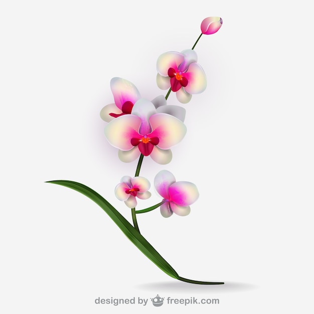 Free Vector | Artistic white orchid vector